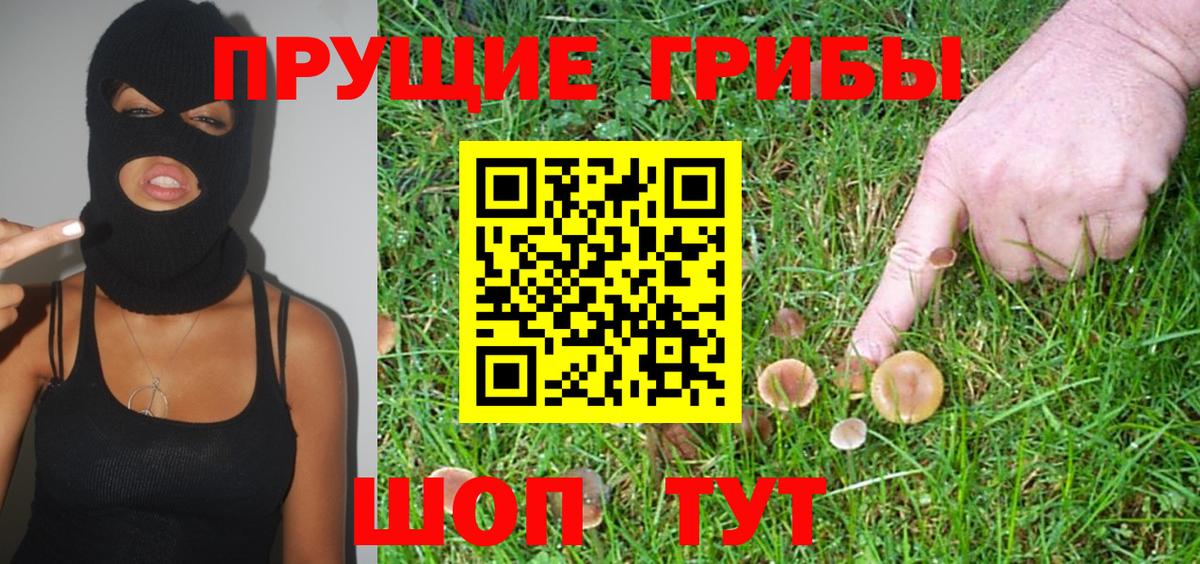 Псилоцибиновые грибы Psilocybe Звенигород